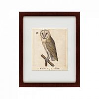 картина: one owl, 1560 в Твери