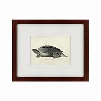картина: a hand-painted illustration of a burmese roofed turtle, 1873 в Твери