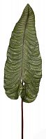 декор alocasia в Твери