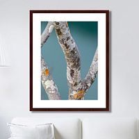картина: trees on the galapagos islands, ecuador no3 в Твери