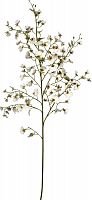 декор oncidium orchid в Твери