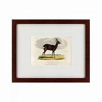 картина: a roebuck, 1830 в Твери