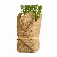 растение декоративное potted herb polini в Твери
