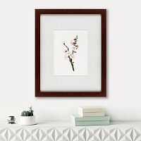 картина: apricot flower (prunus armeniaca), 1832 в Твери