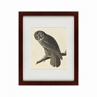 картина: great gray owl, 1834 в Твери