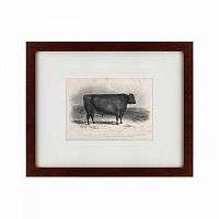 картина: a devon bull, 1849 в Твери