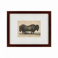 картина: bison, 1828 в Твери
