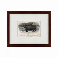 картина: a devon steer, 1869 в Твери