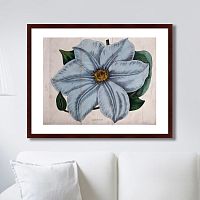 картина: exotic plants of the world №13, 1815г. в Твери