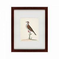 картина: the brown bird в Твери