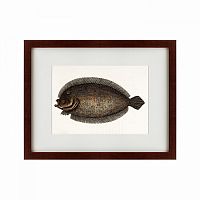 картина: sole fish, 1722 в Твери
