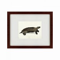 картина: a hand-painted illustration of an arakan forest turtle, 1872 в Твери