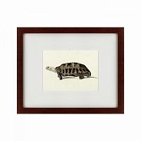 картина: a hand-painted illustration of an elongated tortoise, 1873 в Твери