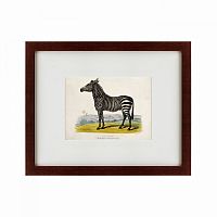 картина: a zebra, 1830 в Твери