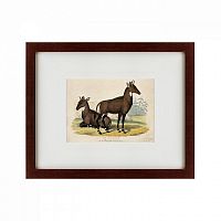 картина: two nilgais, 1830 в Твери