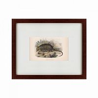 картина: armadillo, 1860 в Твери
