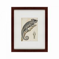 картина: chameleon, 1706 в Твери