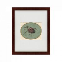 картина: spider, 1690 в Твери