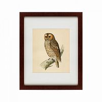 картина: brown owl, 1760 в Твери