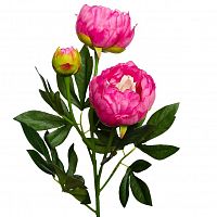 пион розовый 64 см (24) в Твери