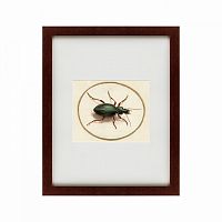 картина: beetle, 1700 в Твери
