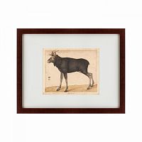 картина: moose, 1560 в Твери