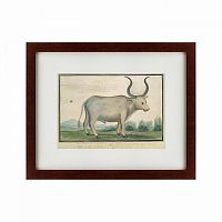 картина: cape ox, 1778 в Твери
